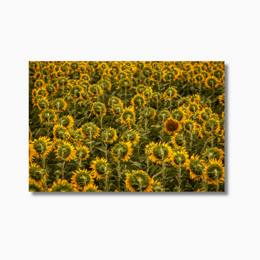 Sunflower Solitude - Gallery Twelve