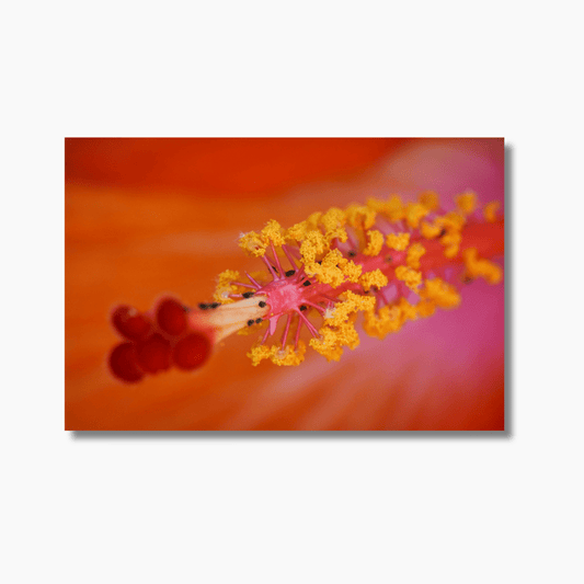 The Hibiscus in Bloom - Gallery Twelve